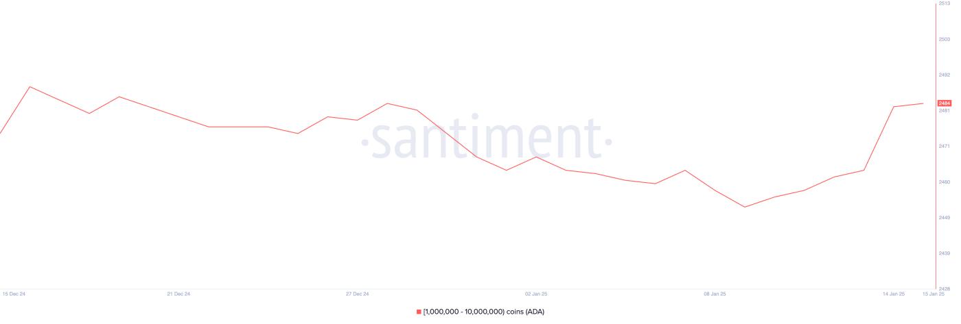 Cardano（ADA）价格在巨鲸稳步增持下飙升 7%  第2张